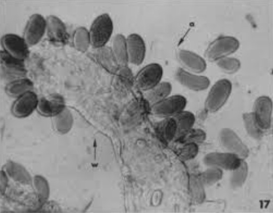 Представитель Отряда Rhipidiales